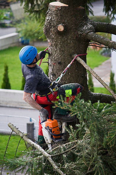 Best Leaf Removal  in Pearl River, NY