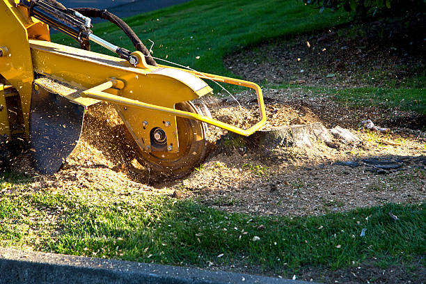 Best Lawn Disease Treatment  in Pearl River, NY