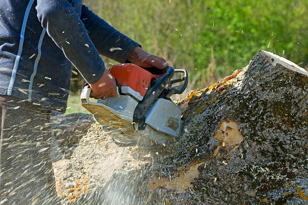 Best Lawn Irrigation Installation and Maintenance  in Pearl River, NY
