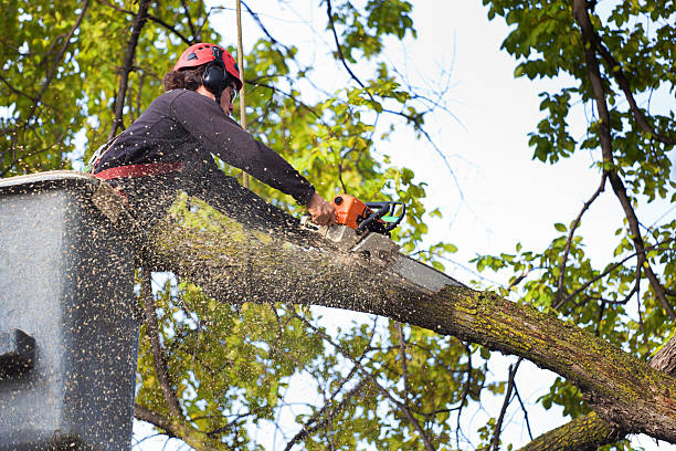 Best Tree and Shrub Care  in Pearl River, NY