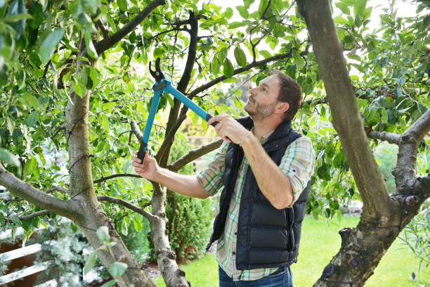 Best Arborist Consultation Services  in Pearl River, NY